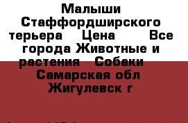 Малыши Стаффордширского терьера  › Цена ­ 1 - Все города Животные и растения » Собаки   . Самарская обл.,Жигулевск г.
